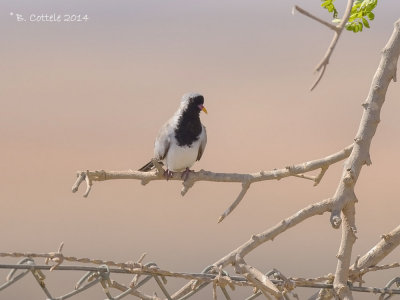 Maskerduif - Namaqua Dove - Oena capensis