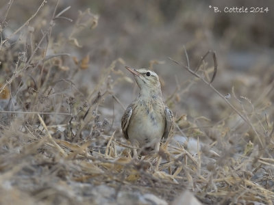 Duinpieper - Tawny Pipit 