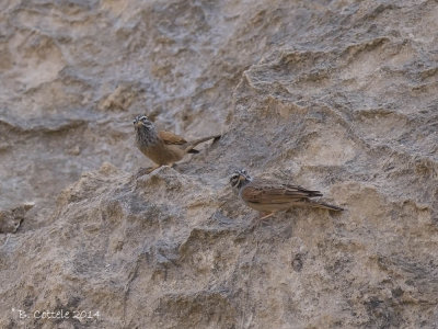 Gestreepte Gors - Striolated Bunting - Emberiza striolata