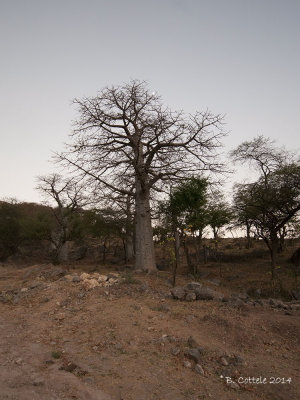 Afrikaanse Baobab - African Baobab - Adansonia digitata