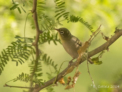 Somalische Brilvogel - Abyssinian White-eye - Zosterops abyssinicus