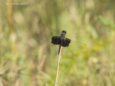 Vlinderlibel - Phantom Flutterer - Rhyothemis semihyalina