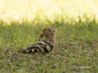 Hop - Eurasian Hoopoe - Upupa epops