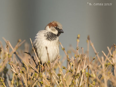 Huismus - House Sparrow - Passer domesticus