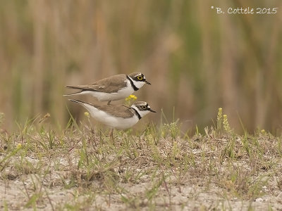 Kleine Plevier - Little Ringed Plover