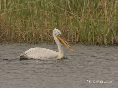 Kroeskoppelikaan - Dalmatian Pelican - Pelecanus crispus