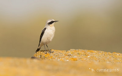 Tapuit - Northern Wheatear - Oenanthe oenanthe