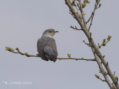 Koekoek - Common Cuckoo - Cuculus canorus