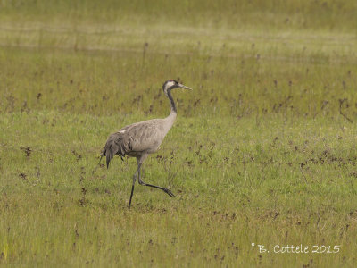 Kraanvogel - Common Crane - Grus grus