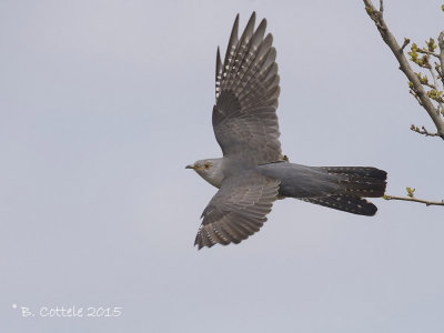 Koekoek - Common Cuckoo