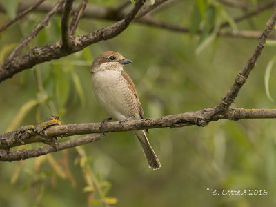 Grauwe Klauwier - Red-backed Shrike - Lanius collurio