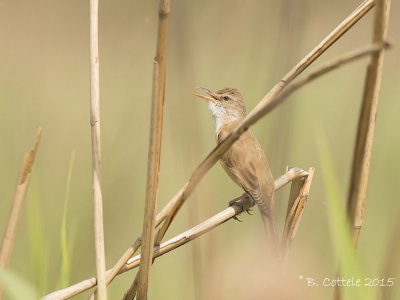 Grote Karekiet - Great Reed Warbler