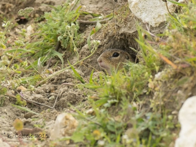 Siesel - European Souslik - Spermophilus citellus