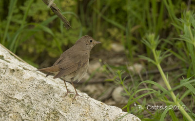 Noordse Nachtegaal - Thrush Nightingale - Luscinia luscinia