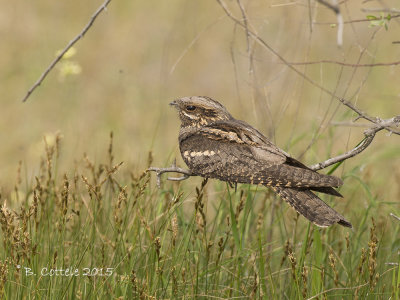 Nachtzwaluw - European Nightjar - Caprimulgus europaeus