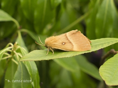 Hageheld - Oak Eggar - Lasiocampa quercus