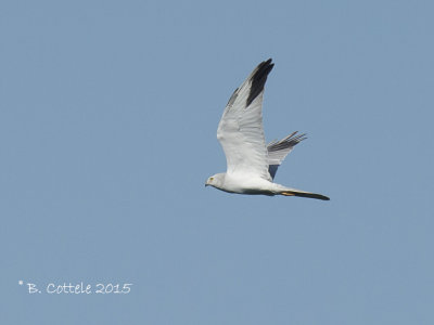 Steppekiekendief - Pallid Harrier - Circus macrourus