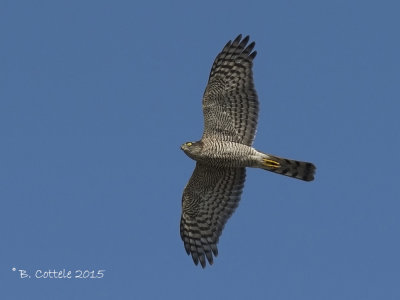 Sperwer - Eurasian Sparrowhawk - Accipiter nisus