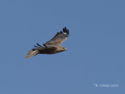 Arendbuizerd - Long-legged Buzzard - Buteo rufinus