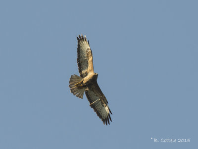 Steppebuizerd - Steppe Buzzard - Buteo buteo vulpinus