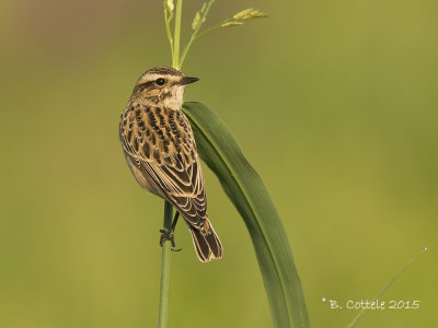 Paapje - Whinchat - Saxicola rubetra