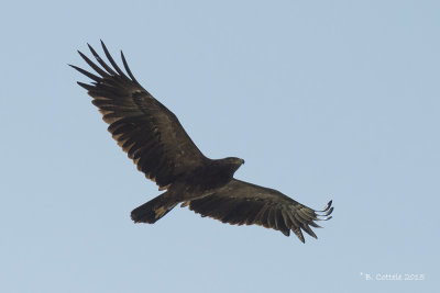 Schreeuwarend - Lesser Spotted Eagle - Aquila pomarina
