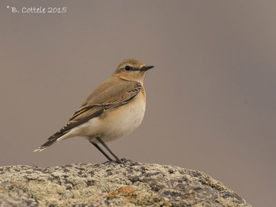 Tapuit - Northern Wheatear - Oenanthe oenanthe