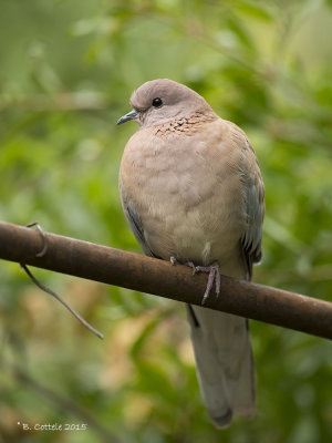 Palmtortel - Laughing Dove - Spilopelia senegalensis