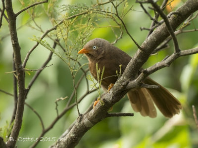 Ceylonese Babbelaar - Orange-billed Babbler - Turdoides rufescens