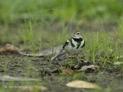 Boomkwikstaart - Forest Wagtail