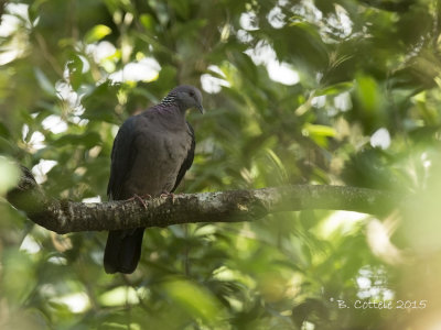 Ceylonhoutduif - Sri Lanka Woodpigeon - Columba punicea