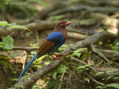 Blauwe Kitta - Sri Lanka Blue Magpie - Urocissa ornata