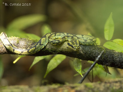 Sri Lankan Green Pitviper - Trimeresurus trigonopcephalus