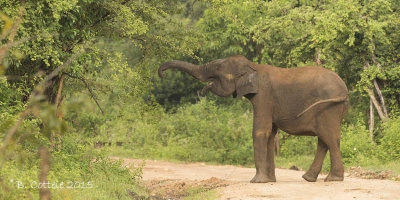 Ceylonolifant - Sri Lanka Elephant - Elephas maximus maximus