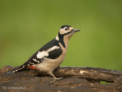 Grote Bonte Specht - Great Spotted Woodpecker - Dendrocopos major