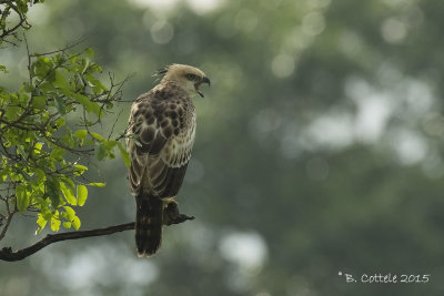 Indische Kuifarend - Crested Hawk Eagle - Nisaetus cirrhatus
