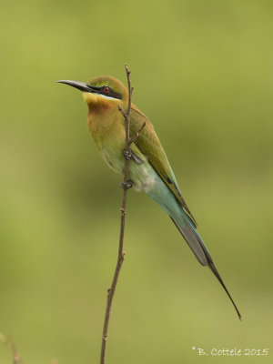 Blauwstaartbijeneter - Blue-tailed Bee-eater
