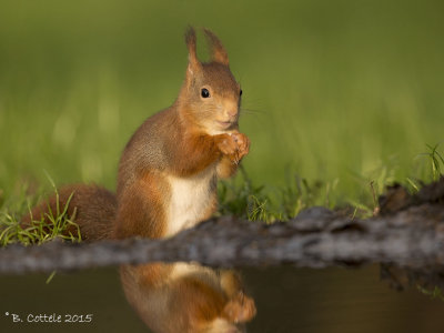 Eekhoorn - Eurasian Red Squirrel - Sciurus vulgaris