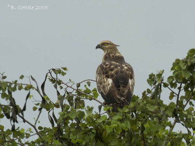 Aziatische Wespendief - Crested Honey Buzzard - Pernis ptilorhynchus