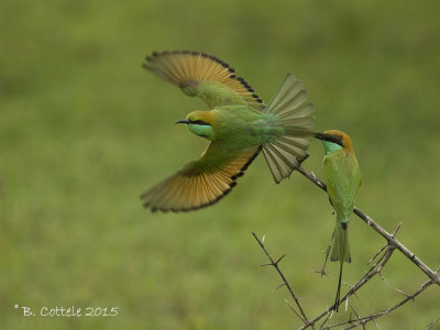 Kleine Groene Bijeneter - Green Bee-eater - Merops orientalis