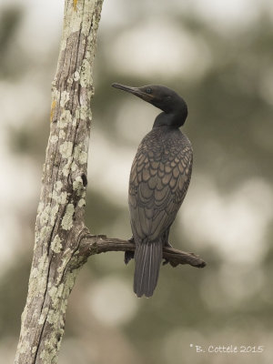 Indische Aalscholver - Indian Cormorant - Phalacrocorax fuscicollis