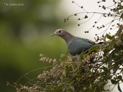 Groene Muskaatduif - Green Imperial Pigeon - Ducula aenea