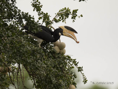 Malabarneushoornvogel - Malabar Pied Hornbill - Anthracoceros coronatus