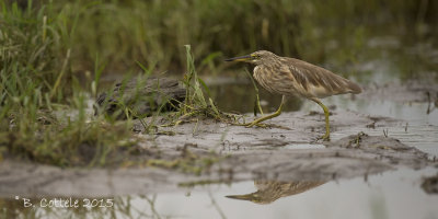 Indische Ralreiger - Indian Pond Heron - Ardeola grayii