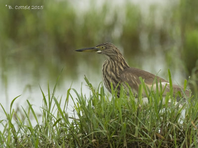 Indische Ralreiger - Indian Pond Heron - Ardeola grayii