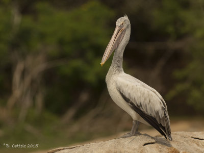 Grijze Pelikaan - Spot-billed Pelican - Pelecanus philippensis