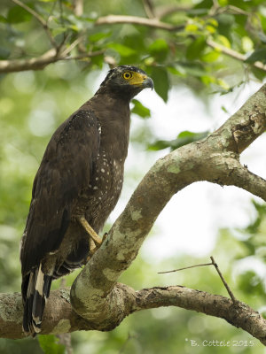 Indische Slangenarend - Crested Serpent Eagle - Spilornis cheela