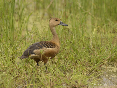 Indische Fluiteend - Lesser Whistling-duck - Dendrocygna javanica