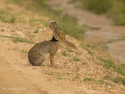 Zwartnekhaas - Indian Hare - Lepus nigricollis