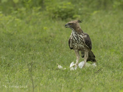 Indische Kuifarend - Crested Hawk Eagle - Nisaetus cirrhatus